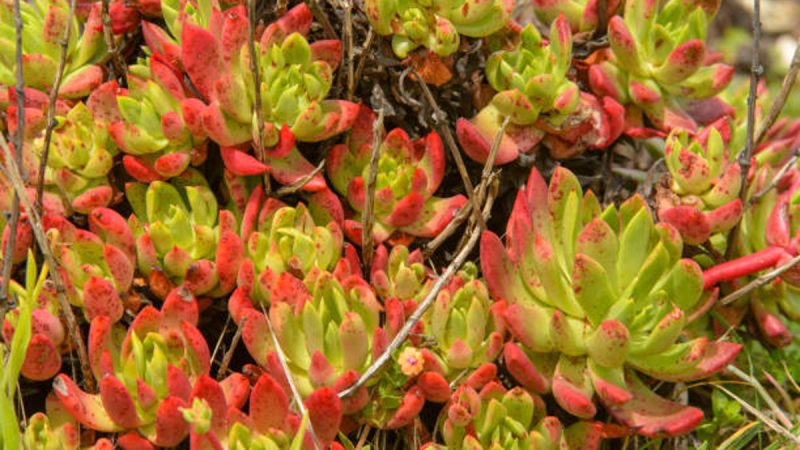 Dudleya