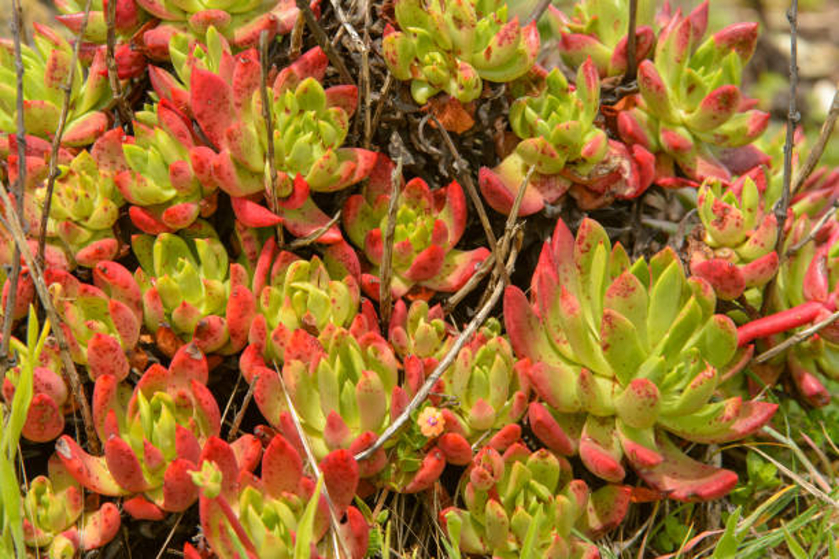 Dudleya