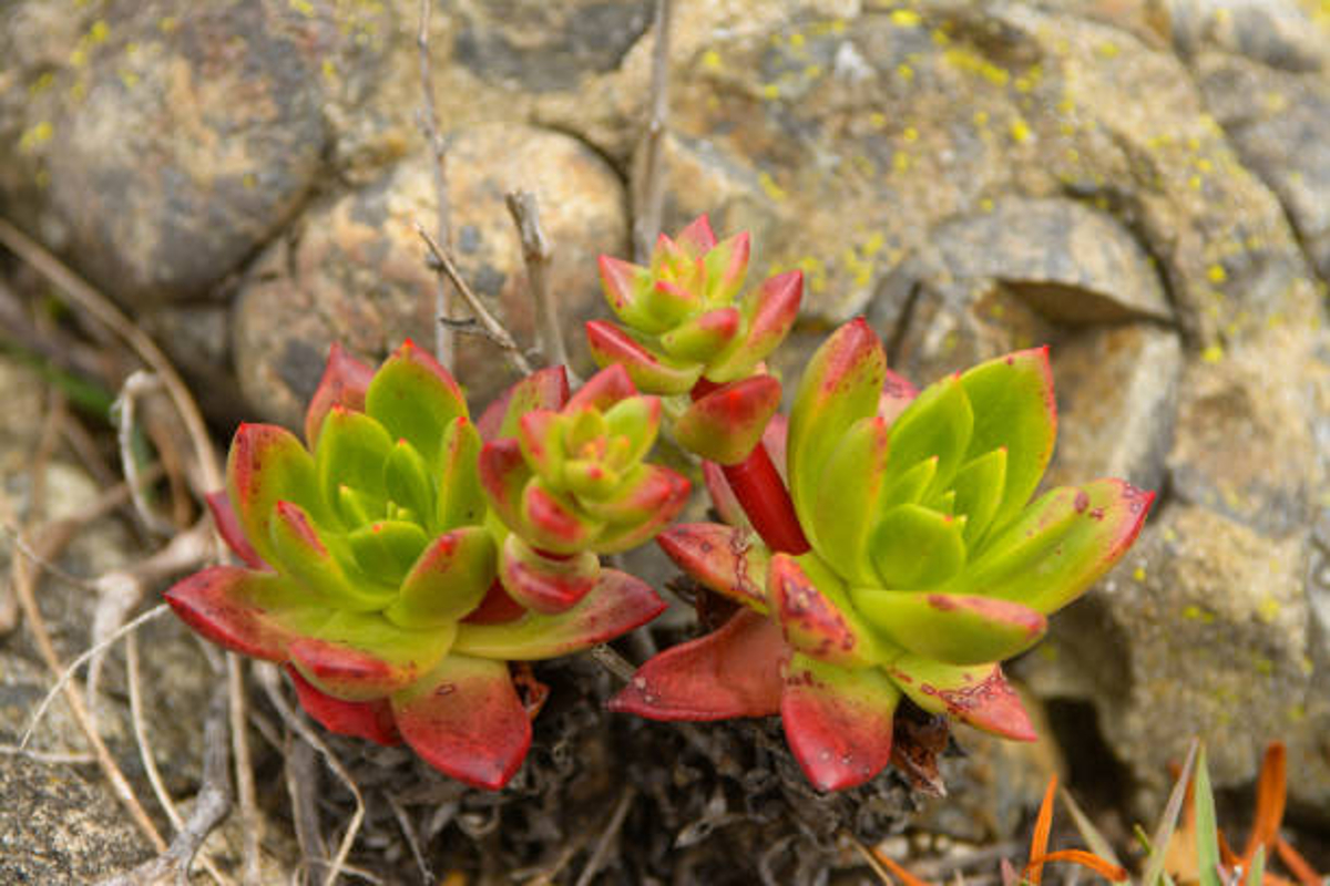 braconnage de Dudleya